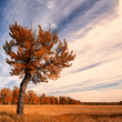 Lone Tree with an Autumn Sky