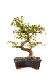 bonsai tree