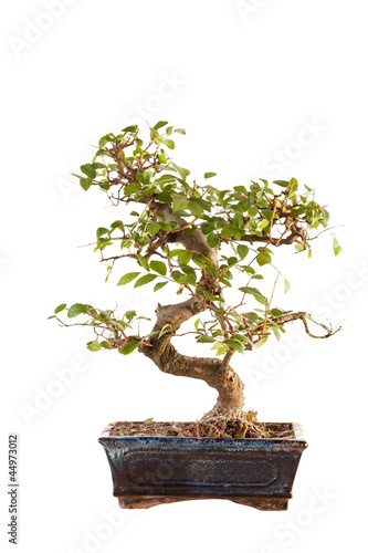 Photo: bonsai tree bonsai tree