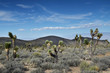Photo: joshua tree in desert joshua tree in desert
