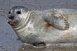 Kegelrobbe auf Helgoland