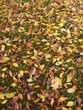 Photo: feuilles feuilles