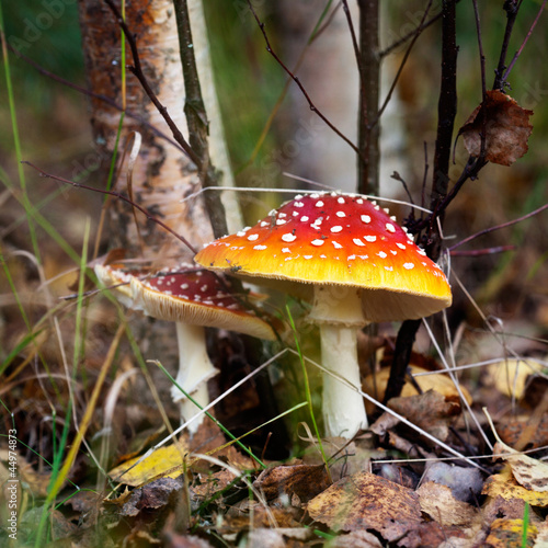 Photo: Amanita Amanita