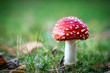 Photo: Amanita Amanita