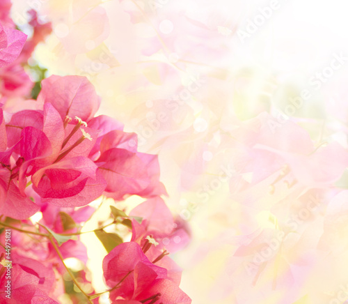 Photo: Beautiful abstract floral background with pink flowers. Border d Beautiful abstract floral background with pink flowers. Border d