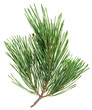 Evergreen pine twig isolated on white, closeup view