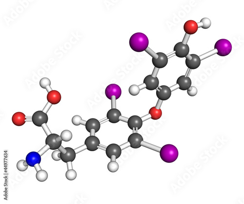 Illustration: Thyroxine molecule Thyroxine molecule