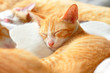 brown cat sleeping peacefully
