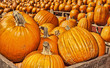 Autumn / Halloween 8