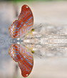 Red butterfly (royal assyrian)