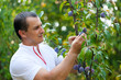 Young man picking plums from tree