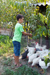 Country boy feeding chickens