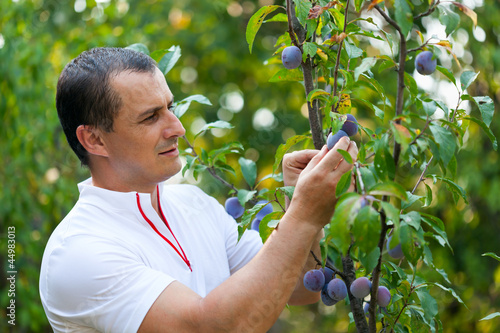 Photo: Young man picking plums from tree Young man picking plums from tree