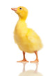 Domestic gosling