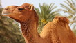Camel in desert