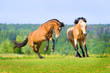 Two bay horses playing on the meadow