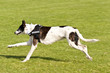 Hunderennen