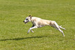 Hunderennen