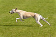 Hunderennen