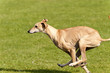 Hunderennen