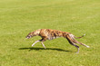 Hunderennen