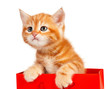 Red kitten