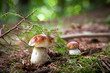 Boletus Edulis - porcino