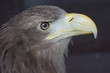 Sea Eagle / haliaeetus albicilla