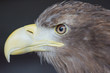 Sea Eagle / haliaeetus albicilla