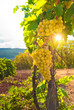 Vineyard