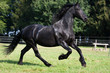 Friese