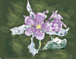Jasmin flower watercolor, eps 10