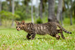 Thin Stray Tabby Cat Walking in Long Grass