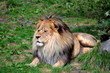 Laying Lion