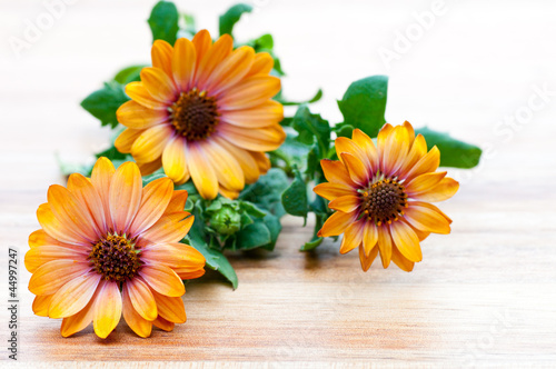 Photo: Drei Blüten der Ringelblume Calendula Drei Blüten der Ringelblume Calendula