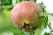 Pomegranat