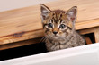 Tabby kitten