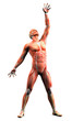 anatomy