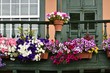 Balkonblumen
