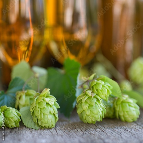 Photo: Frischer Hopfen Frischer Hopfen