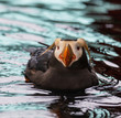 Puffin