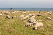 Foto: Schafherde auf Sylt, Im Hintergrund die Nordsee Schafherde auf Sylt, Im Hintergrund die Nordsee