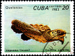 Animal Caretta