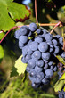 vignoble