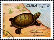 Chrysemys Decussata