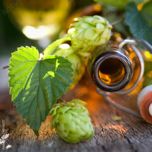 Photo: Frischer Hopfen Frischer Hopfen