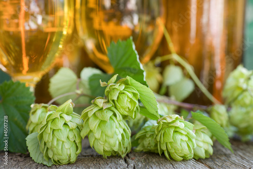 Photo: Frischer Hopfen Frischer Hopfen