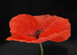 Mohn auf Schwarz