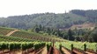 Winery Vineyard on Rolling Hills in Oregon