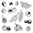 Herbst, Blätter, Laub, Ranke, flora, vector set